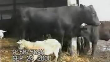 Peeping tom animal sex clip centered on a hugely endowed bull
