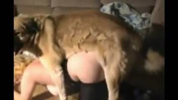 Bobbed-hair MILF getting pounded in doggy style by a hound