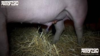 Naked adult video featuring a lady and her swine
