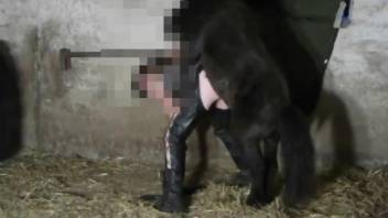 Zoophile in leather trousers being screwed by a pony