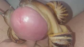 Horny guy masturbates while snails slither over his cock