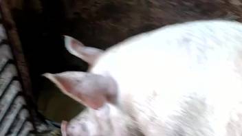 Narrow opening aggressively pounded by a veteran bestiality-loving guy
