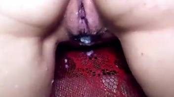 semen pig